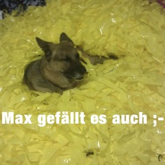 pp-gelb-max